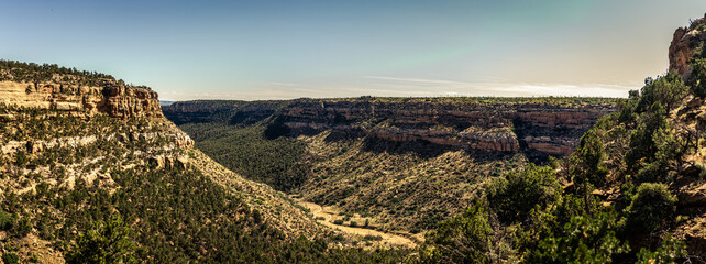Panorama shot of forest in canyon in mesa verde national park in america at sunny day