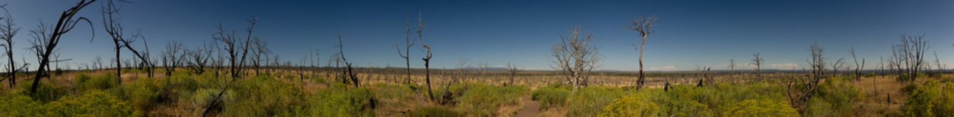 Panorama shot of walk between dead trees after fire in Mesa Verde national park in america