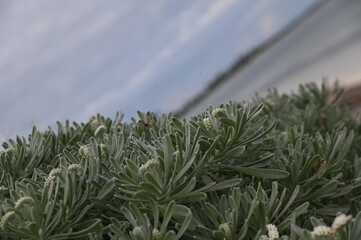 plantas