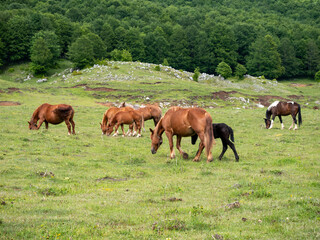 a herd of horses with foals graze in the green grass in Matese National Park, Campania, Italy