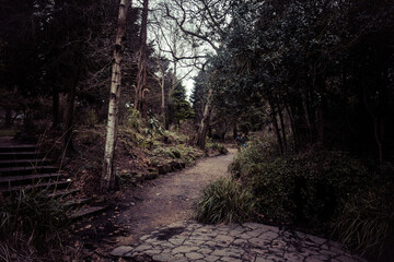 path in the woods