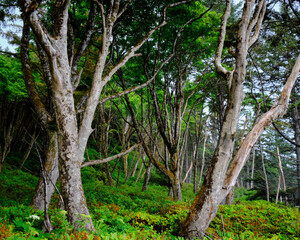 A coastal forest along the pacific ocean in Washington state. 