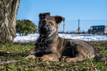 A ten weeks old German Shepherd puppy in a garden lay down and look at the camera. Green grass and snow in the background