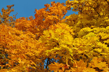 Yellow and orange maple leaves against a bright blue sky
