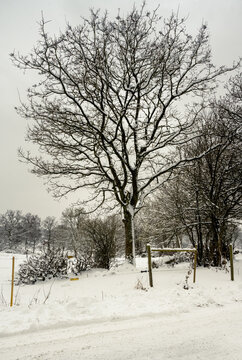 A tree in meadow covered with snow a crispy cold winter day. Picture from Hoor, southern Sweden