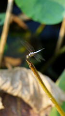 a dragonfly at the Buu Long Mountain Bien Hoa Dong Nai Park, Vietnam, January