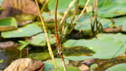 a dragonfly at the Buu Long Mountain Bien Hoa Dong Nai Park, Vietnam, January