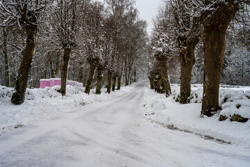 An icy and snowy winter road going through a traditionally pruned line of willow trees. Picture from Scania, southern Sweden