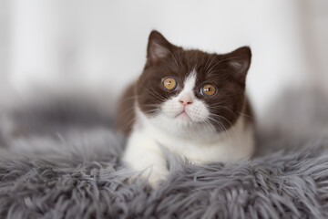 Edel - Katzenbaby - extrem niedlich beim kuscheln