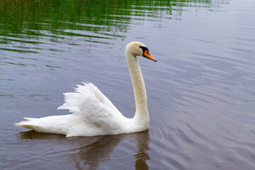 Beautiful adult white swan swims in the water, in Lake Usmas.
