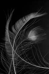 Obraz premium Fragments of three large crossed white avian feathers, close up, isolated on a black background. Abstract vertical image.