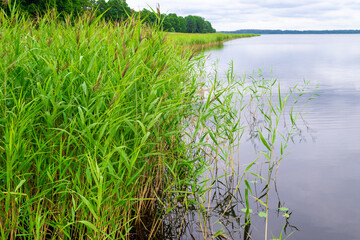 green grass and lake