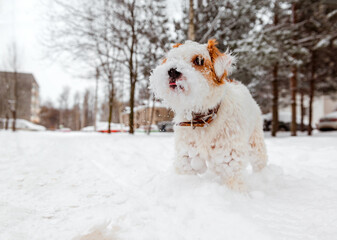 dog  Jack Russell terrier in the snow in winter on the street