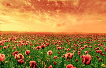 Fototapeta na wymiar field of red Flower, flower and sky