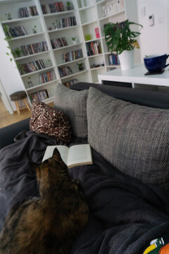 entspannungsmoment lesen auf der chouch mit katze