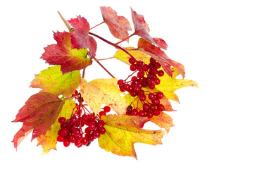 Naklejka na ściany i meble Viburnum autumn leaves of red-yellow color. Studio