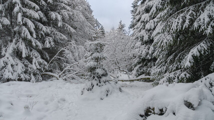 Winter im Harz auf dem Brocken, schneebedeckte Tannen im winter wonderland. 