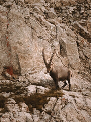 Ibex in the wild in the Alpstein region in Appenzell