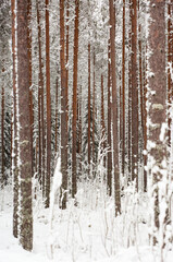 snow covered pine forest