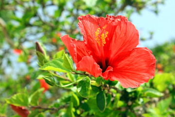 Chinese Hibiscus Beautiful red flower Hibiscus rosa-sinensis blossom, known as the Chinese rose. There are green leaves in the background.