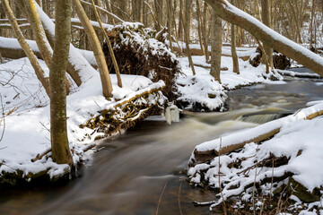 Winter Wonderland: Tranquil Flowing Creek Surrounded by Snowy Foresture