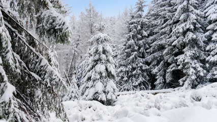 Winter im Harz auf dem Brocken, schneebedeckte Tannen im winter wonderland. 