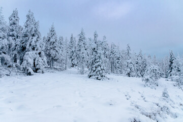 Fototapeta na wymiar Winter im Harz auf dem Brocken, schneebedeckte Tannen im winter wonderland. 