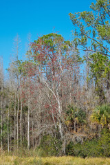 Fototapeta premium Colorful winter tree leaf in Florida
