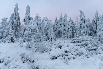 Winter im Harz auf dem Brocken, schneebedeckte Tannen im winter wonderland. 