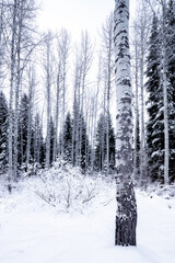 Aspen tree in winter in a forest