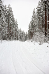 Snowy winter wonderland forest road in Sweden