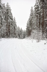 Snowy winter wonderland forest road in Sweden