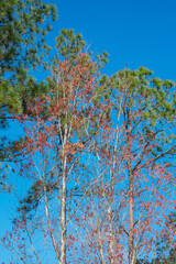 Colorful winter tree leaf in Florida