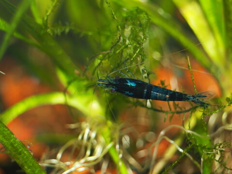 Male Blue Diamond Neocaridina Shrimp