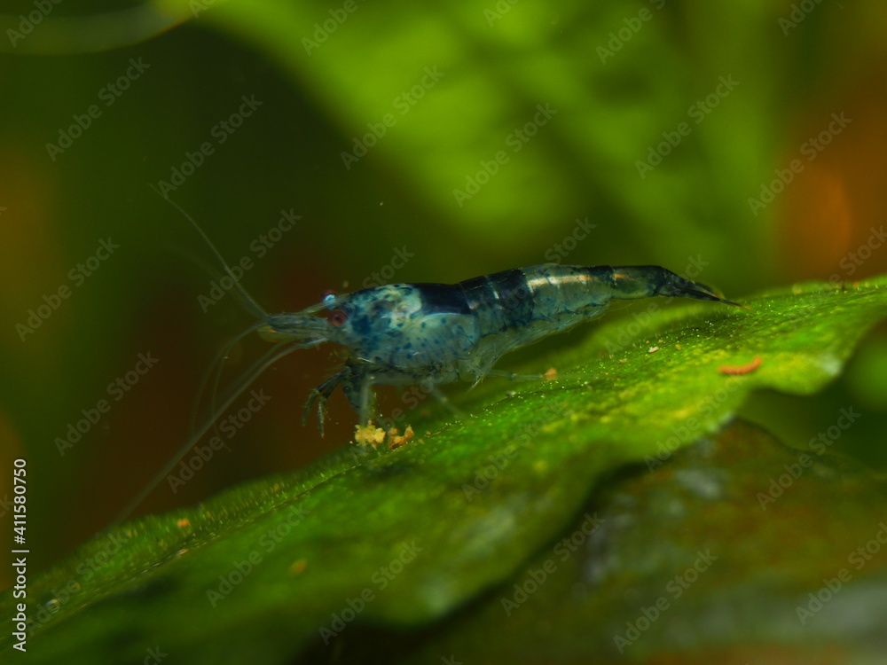 Wall mural Male Blue Carbon Rili Neocaridina