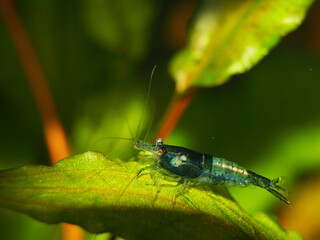 Adult Male Blue Carbon Rili Neocaridina