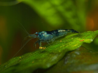 Male Blue Carbon Rili Neocaridina
