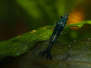 Male Blue Neocardina
