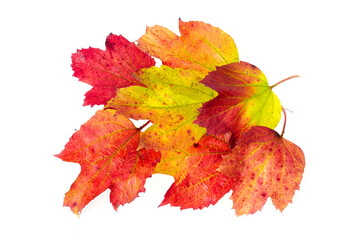 Viburnum autumn leaves of red-yellow color. Studio