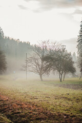 tree in the fog