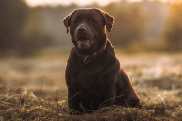 A black dog with a collar sits in the grass at a beautiful sunset