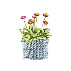 Watercolor small pink flowers in flower pot. Hand draw watercolor illustrations on white background. Easter collection.