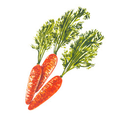 Watercolor carrot. Hand draw watercolor illustrations on white background. Easter collection.