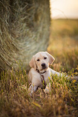 fawn labrador in a wheat field at sunset