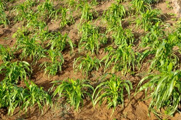 Baby Corn crops
