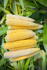Collection of young yellow corn in summer. Harvesting from the vegetable garden. Agriculture.