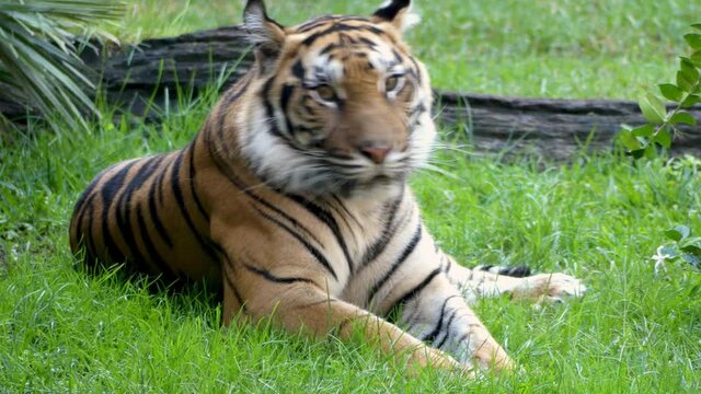 Tigre descansando en la hierba