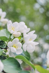 Fototapeta na wymiar Spring white flowers of apple tree on trees. Beautiful, white spring flowers bloom on trees in the forest