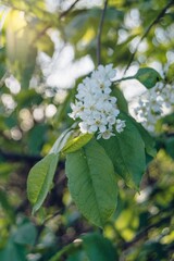 Spring white flowers of lilac on trees. Beautiful, white spring flowers bloom on trees in the forest