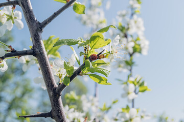 Red ladybug on white spring cherry flowers